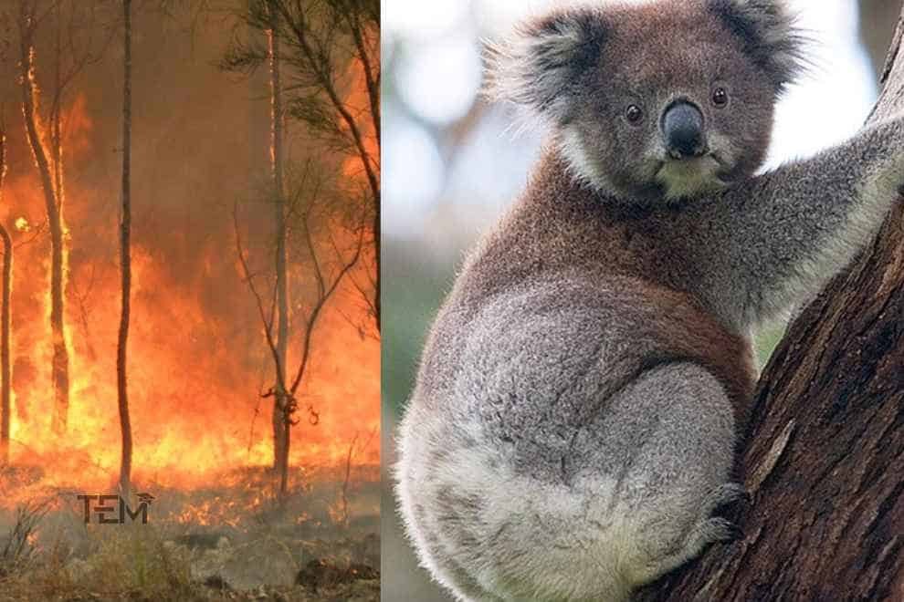 Australian Fires