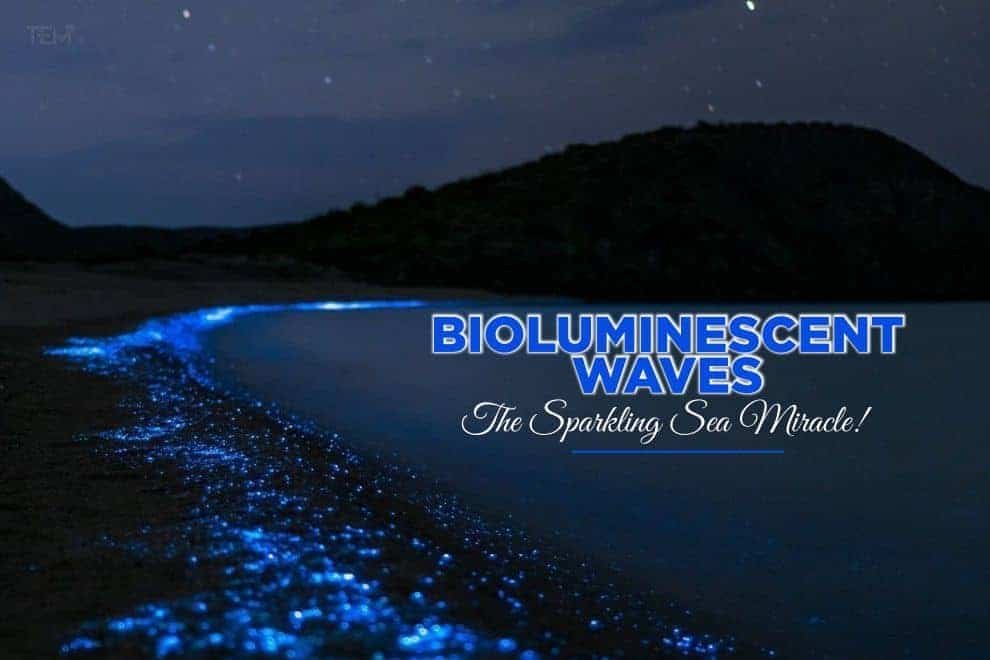 Bioluminescent Waves