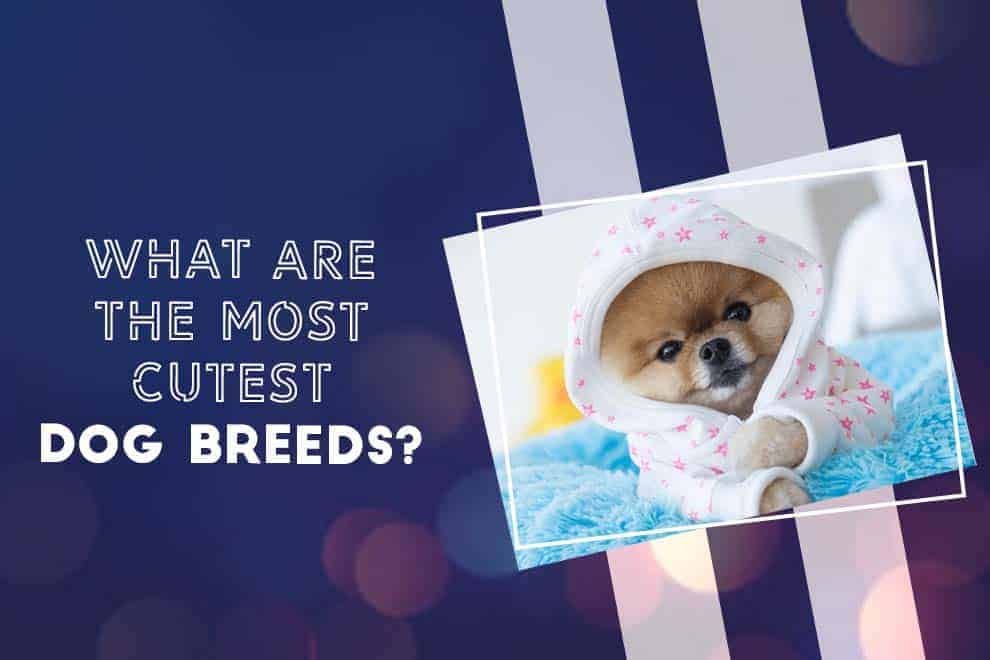 Most cutest Dog breeds