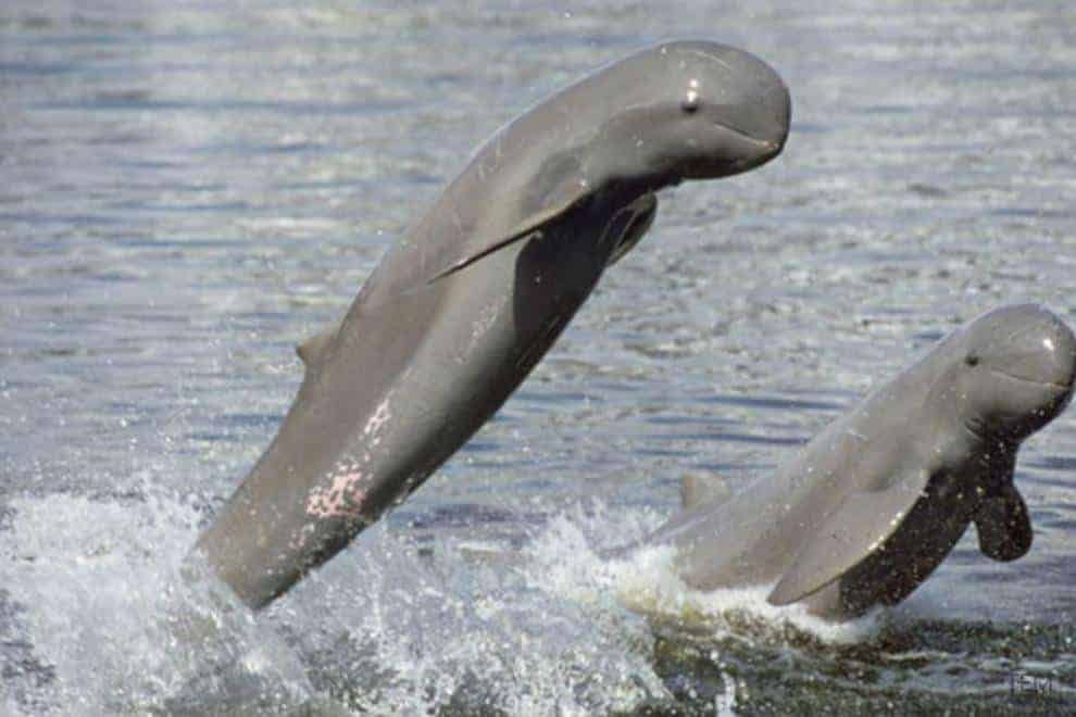 Irrawaddy dolphins