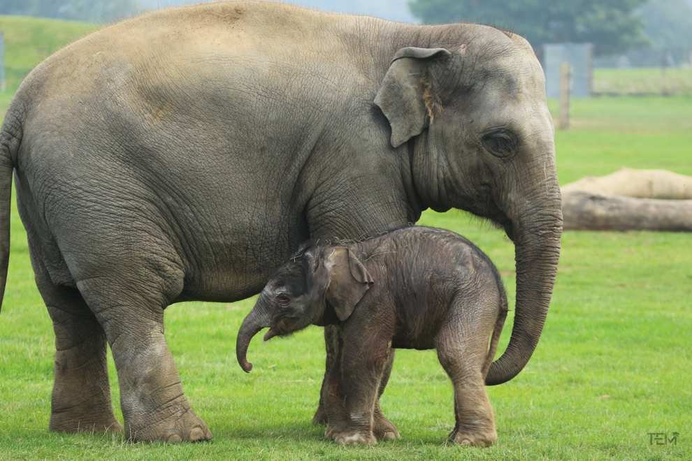 Asian elephants