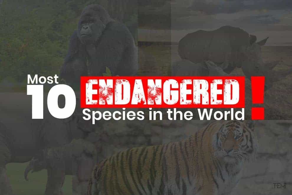 Endangered Species