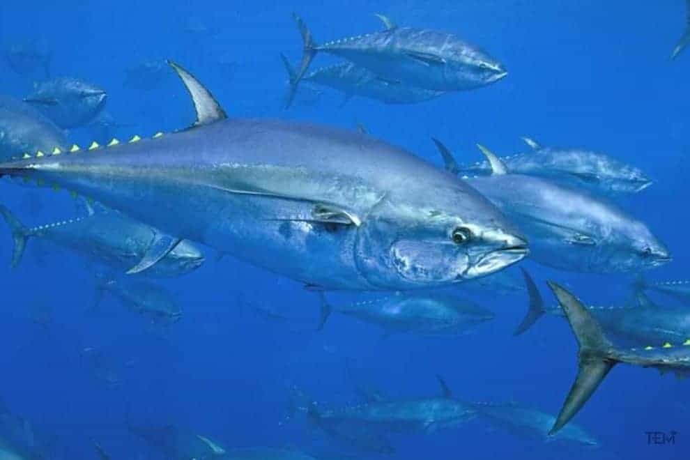 Atlantic bluefin tuna