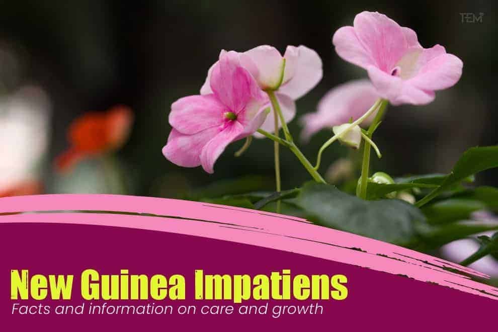 New Guinea Impatiens