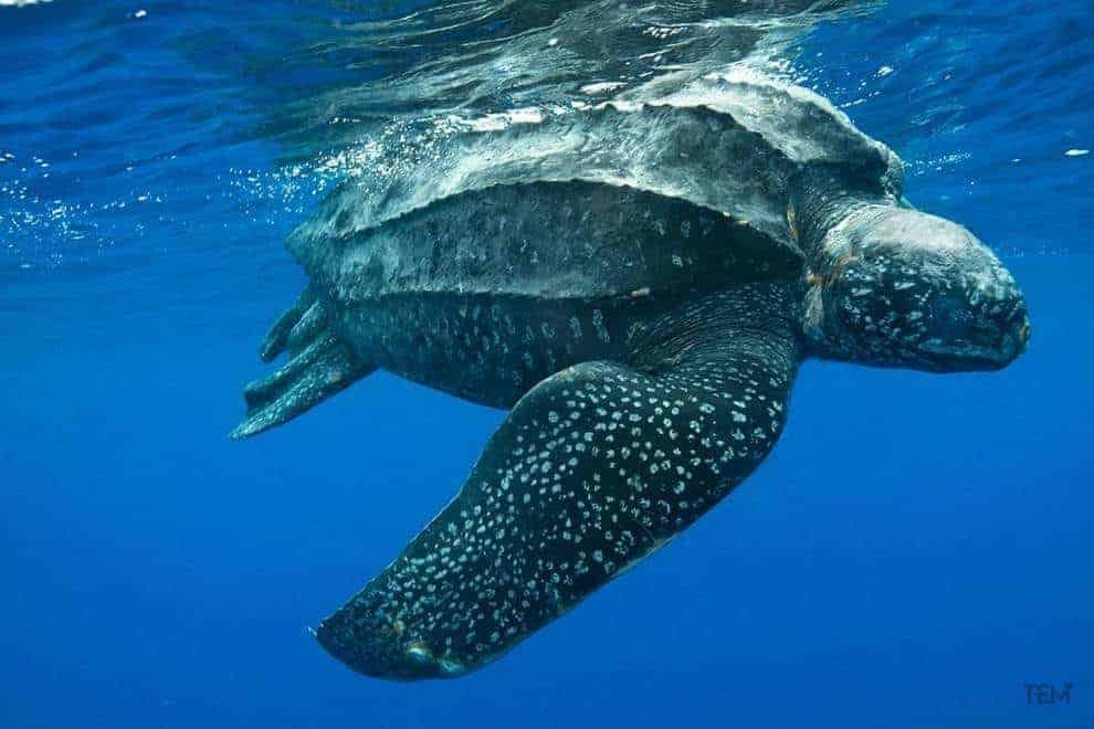 Leatherback sea turtles