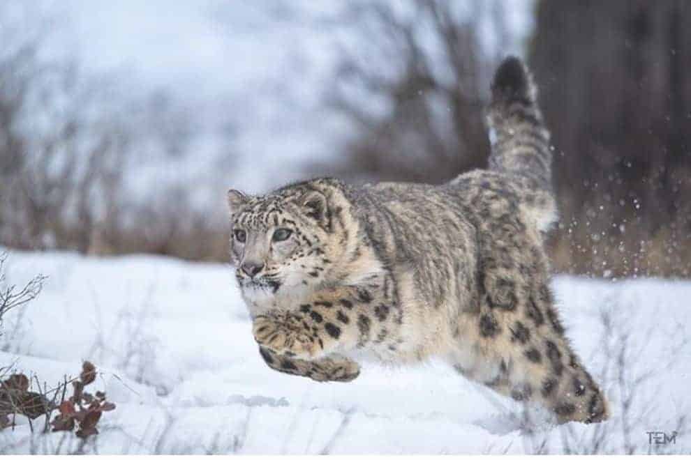 Snow leopards