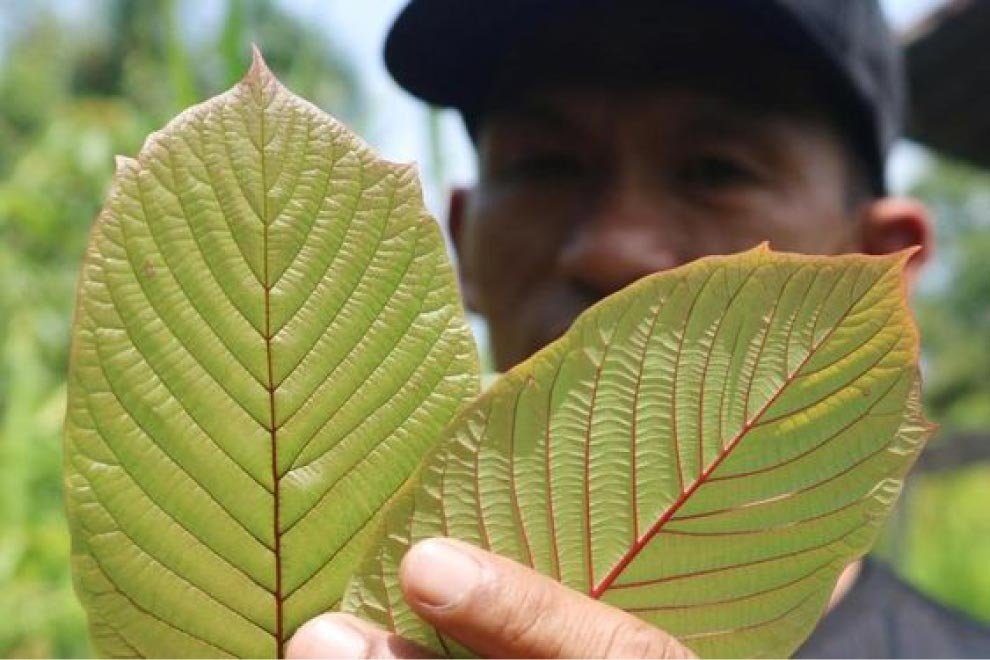 Yellow and Gold Kratom