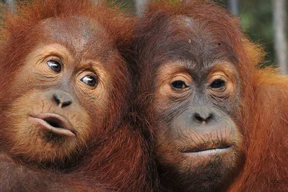 Orangutans