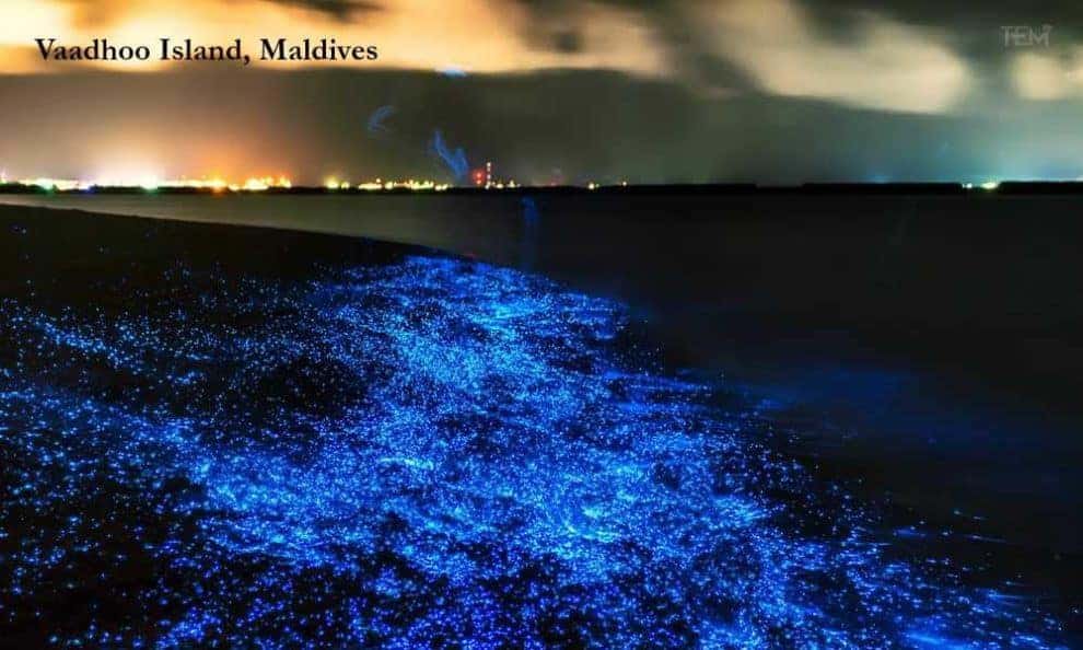 Bioluminescent Waves